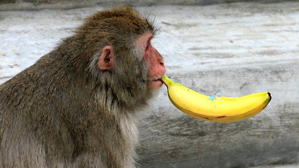 Еколози: Животните в естествена среда редовно консумират алкохол Еколози:-Животните-в-естествена-среда-редовно-консумират-алкохол